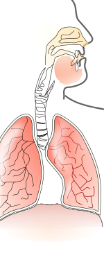 Klinová podložka pomáha horným dýchacím cestám ostávajú otvorené oveľa širšie, čo podporuje lepšie dýchanie